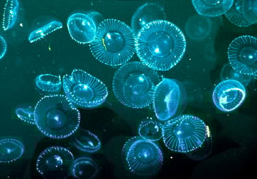 bioluminescence
