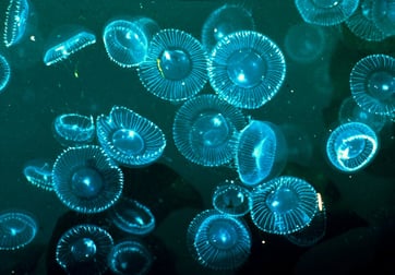 bioluminescence